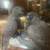 !!! Bronze parrots !!! 2 thumbnail