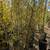 Black Bamboo 🎍 6 thumbnail