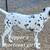 Dalmation Puppies 12 thumbnail