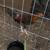 Gamefowl Chicks 3 thumbnail