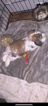 Holland lop rabbit            250$ (Adams)63948542824195123
