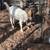 Boer goats 1 thumbnail
