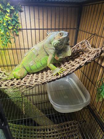 Iguana with Cage