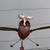 2 Rustic Metal Brown Owls Yard Art Sculptures Kinetic Wing Flapping Wi 3 thumbnail