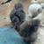 FREE SILKIE ROOS 5 thumbnail