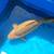 Dainichi chagoi brown Japanese koi 8 thumbnail