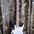 Fender Stratocaster 1984-87 VINTAGE M0J0! 4 thumbnail