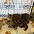 Porter Ranch/1000 Oaks Cat Adoption at Petco 2 thumbnail