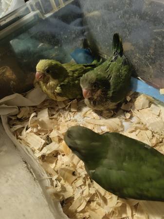 Normal Green and Green Opaline Quakers babies (Cleveland)63859313202689120