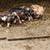 Kune Kune piglets 2 thumbnail