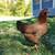 Laying hens chickens eggs purebred Chantecler 2 thumbnail