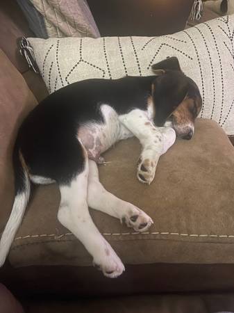 Rehoming needed, male beagle, 1 year old (Dublin)63654749608321123