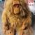 Plush Stuffed Monkeys 5 thumbnail