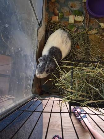 Guinea pigs for rehoming (Vacaville)63881395514497121
