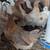 pullets and roos 3 thumbnail