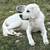 Great Pyrenees 2 thumbnail