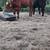 Feeder Cattle 9 thumbnail
