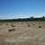 Hay 2025 Square Bales Bermuda 2 thumbnail