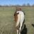 3-Year-Old Gelding (1/2 Thoroughbred & 1/2 Quarter Horse) 14 thumbnail