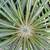 Madagascar Palms Silver, Pachypodium Geayi 7 thumbnail