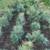 White pine trees 14"-24" 3 thumbnail