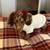 Dachshund       Miniature-Puppies 2 thumbnail