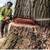 Tree removal, tree pruning, certified arborist 10 thumbnail