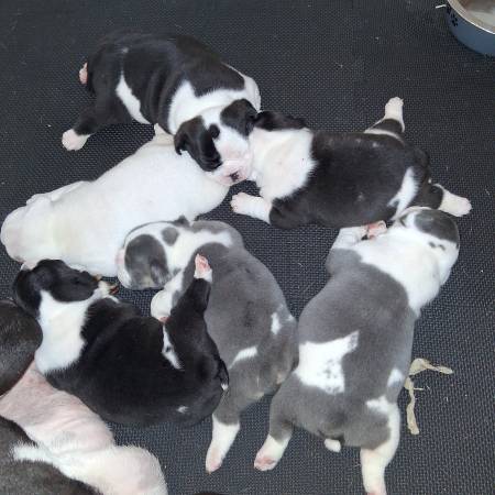 Bulldog / frenchie mix pups re-homing63953953966082120