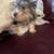 MORKIE PUPPY 3 thumbnail