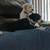 Dog Boarding Services - Central Florida Area (Seminole County) 3 thumbnail