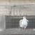 PIGEONS 2 thumbnail