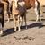 Gorgeous palomino yearling mustang filly!!! 17 thumbnail