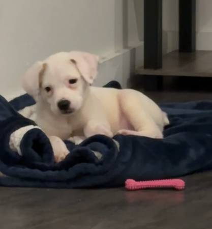 Cruce de poodle hembra cachorro (Palm Desert)63439123638401122