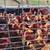 Laying hens 2 thumbnail