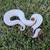 Ball Python- Pumpkin Pied female 1 thumbnail
