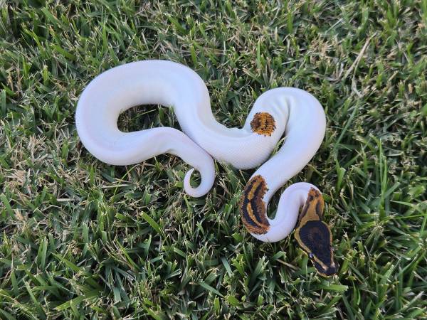Ball Python- Pumpkin Pied female 1