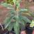 Loquat Tree Organic and healthy! 2 thumbnail