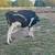 Holstein Milk Cow for sale 1 thumbnail