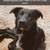 German shepherd mix 1 thumbnail