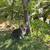 Pembroke Welsh Corgi 11 thumbnail