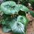 Giant leopard bengal plant leaves 1 thumbnail