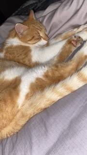 Found orange tabby cat (Watertown)63906251866243120