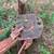 Scrape blade for tractor 4 thumbnail