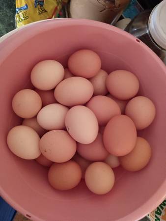 Huevos de granja frescos (Belton)63839344681475120