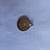 1893 $5 Half Eagle Liberty Head Gold Coin Pendant, 14K Gold Bezel 5 thumbnail