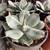 Agave Plants - multiple varieties 10 thumbnail