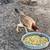 Game fowl , Gallo Fino 9 thumbnail