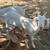 Wether goats 1 thumbnail