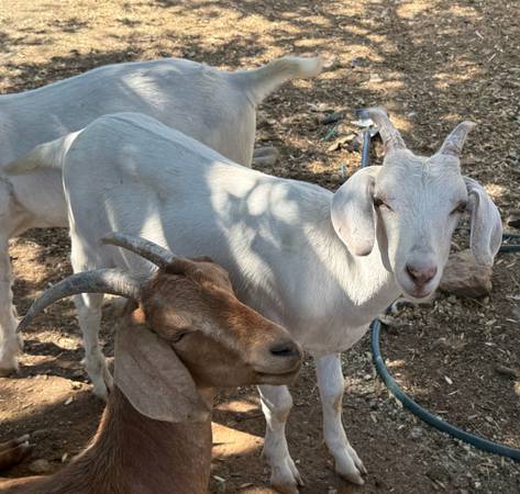 Wether goats 1