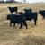 9 Registered Black Angus Bulls 5 thumbnail